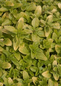 Origanum vulgare 'Dr. Letswaart'